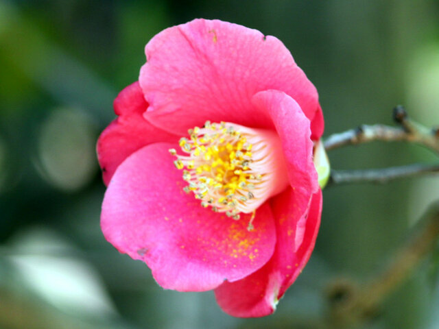 Camellia Kingyoba-Tsubaki