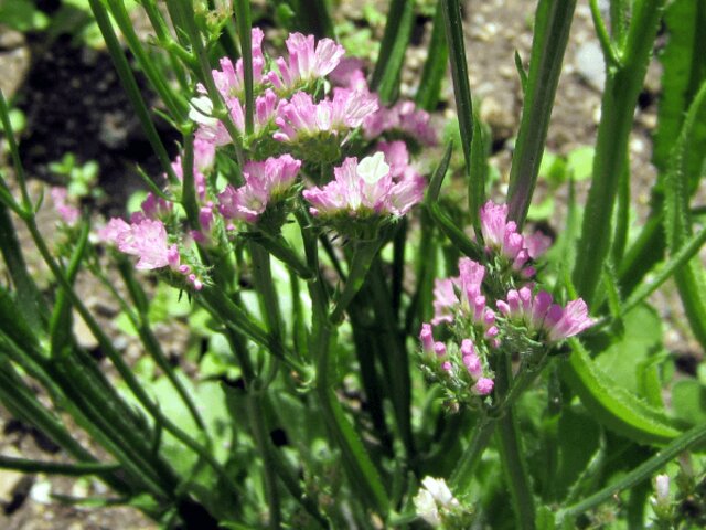 4月18日の誕生花　紫詰草、花浜匙