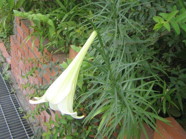 New Easter lilies