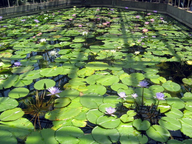 Water lily