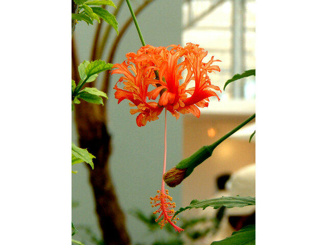 Hibiscus schizopetalus