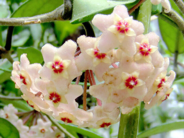 Hoya multiflora