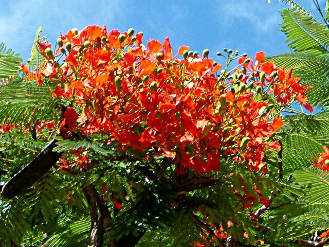 Royal Poinciana