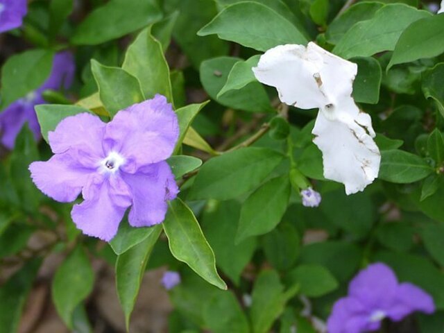 Brunfelsia australis