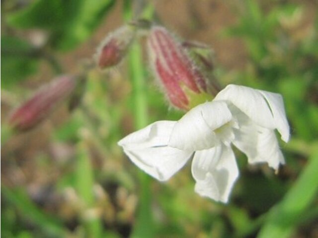 白花蝇子草