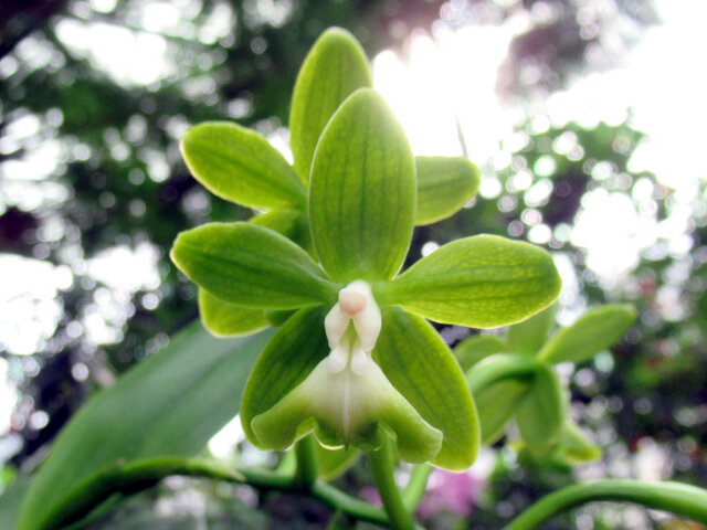 Epidendrum robustum f. allbum