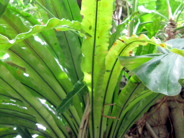 シマオオタニワタリ Asplenium Nidus かぎけん花図鑑