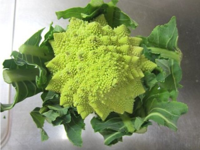 ロマネスコ Brassica Cretica かぎけん花図鑑