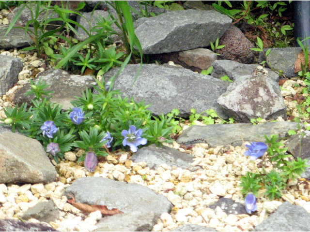 Gentiana yakushimensis