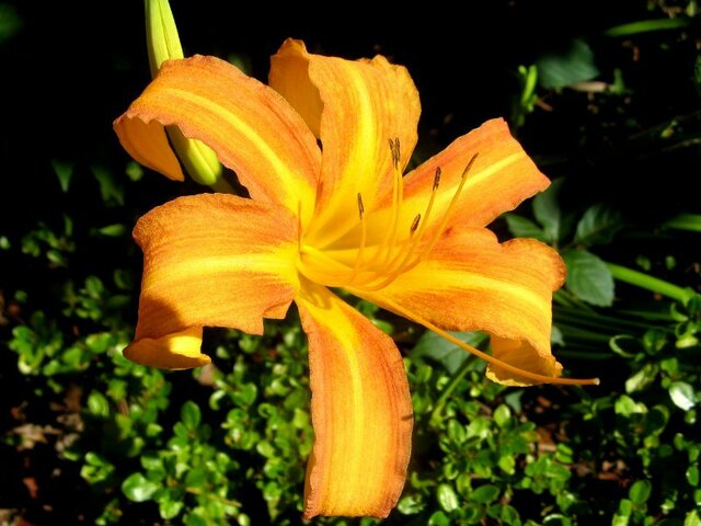 Hemerocallis fulva