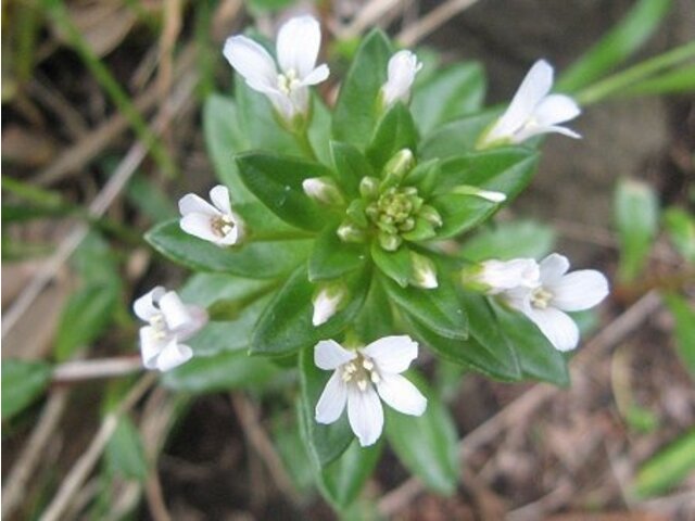 Lysimachia mauritiana