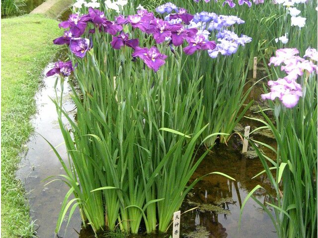 Japanese Iris 'Daikagura'