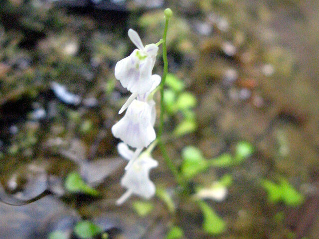 Utricularia sandersonii