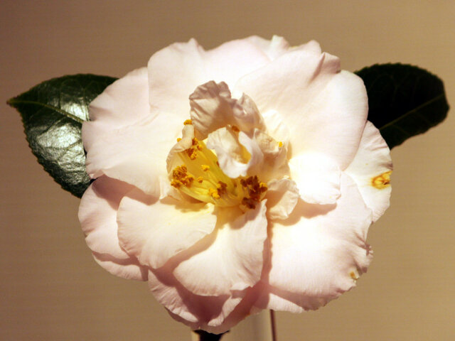 Camellia japonica 'Marjorie Magnificent'