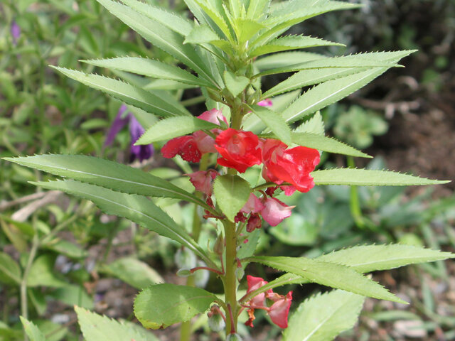 誕生花 8月27日 鳳仙花 かぎけん花図鑑