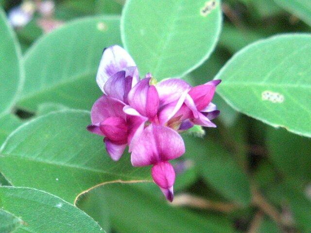 Lespedeza maximowiczii