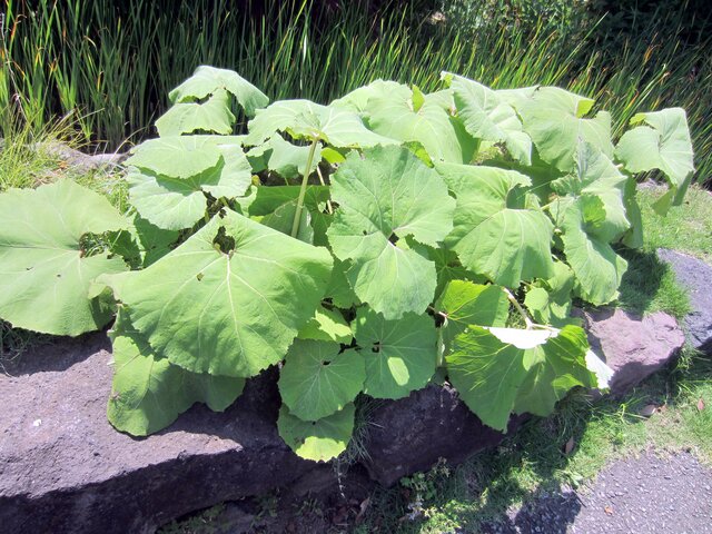 Petasites japonicus