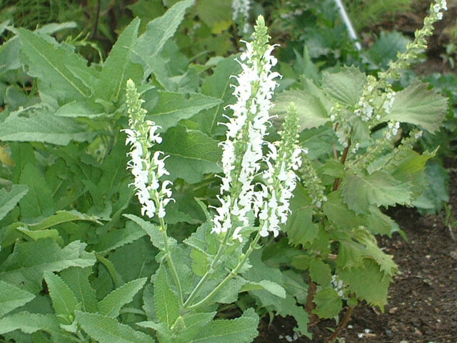 Salvia microphylla