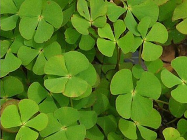 Water clover