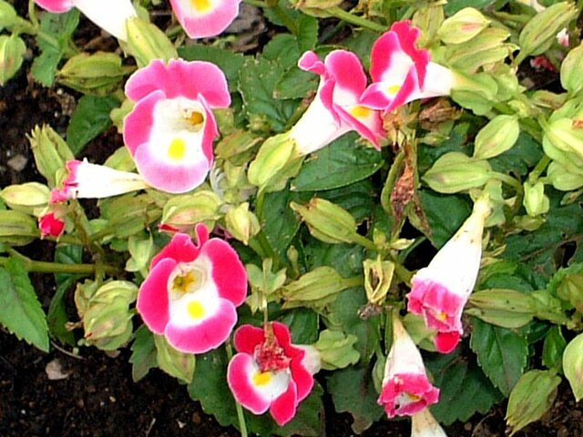 誕生花 8月6日 トレニア 朝顔 科技研花图画书