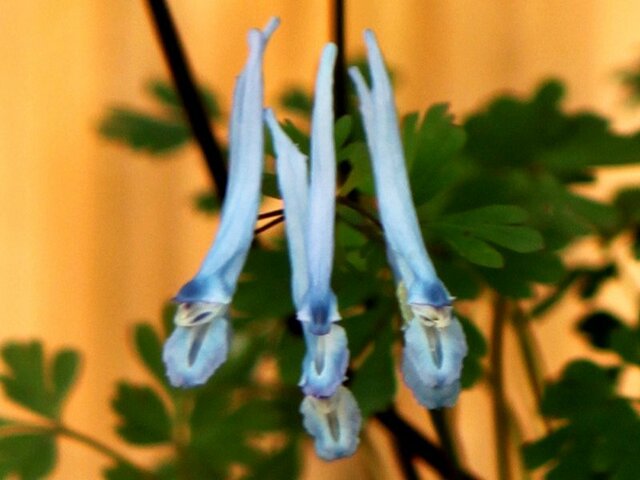 Corydalis