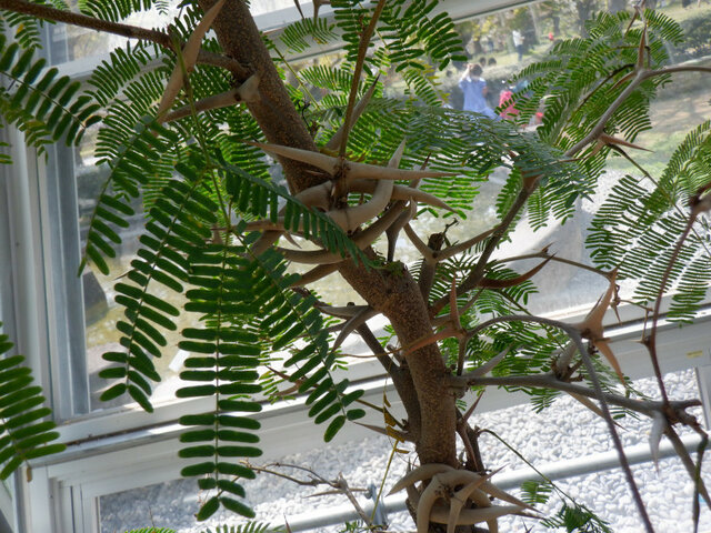 Acacia cornigera