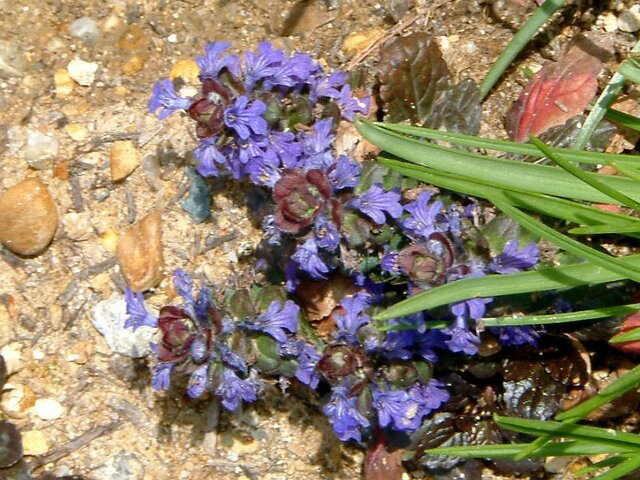 西洋十二単衣のブログ Flower Database