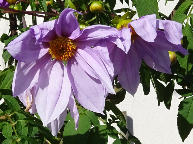 Bell tree dahlia