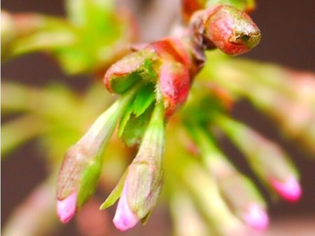 富士霞桜