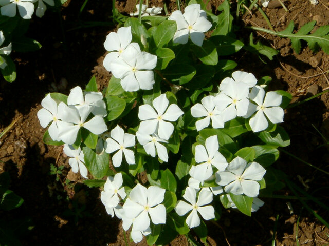 Catharanthus roseus