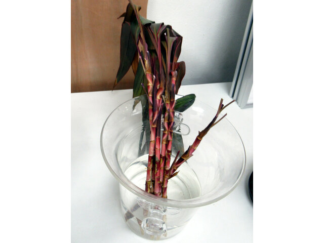 Cordyline fruticosa  ‘Aichiaka’