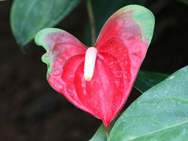 Anthurium 'Red-butterfly'