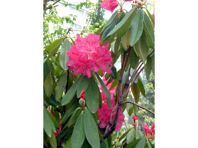 Rhododendron ‘Taiyo’