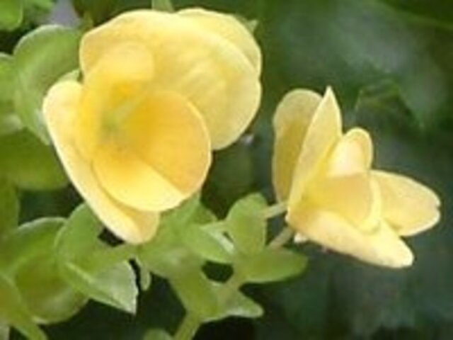 エラチオール ベゴニア Begonia Hiemalis Hybrids かぎけん花図鑑