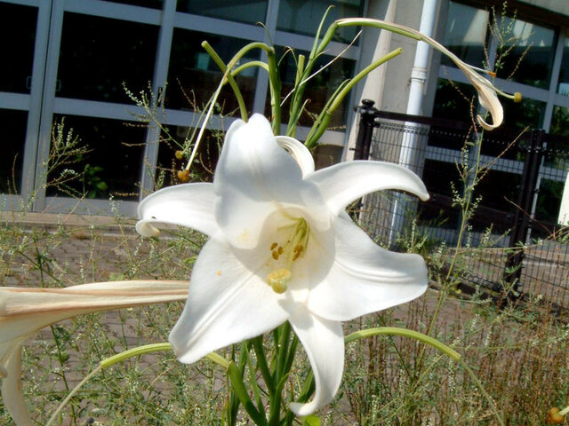 Lilium formosanum 