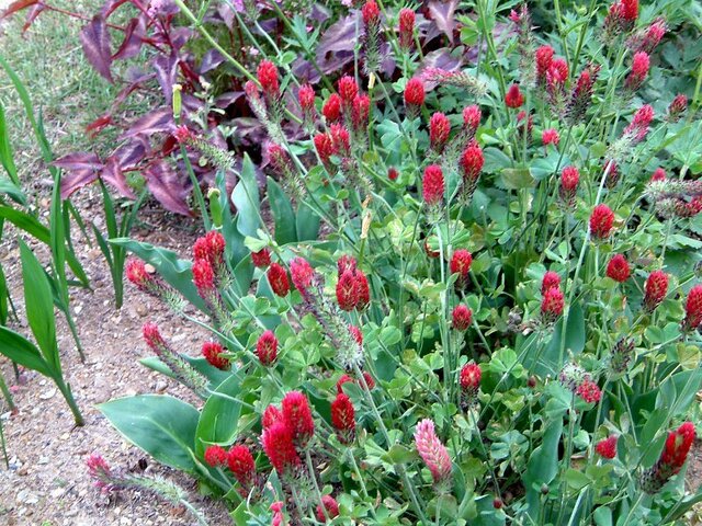 crimson clover