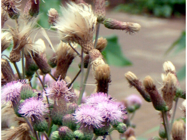 Cirsium arvense