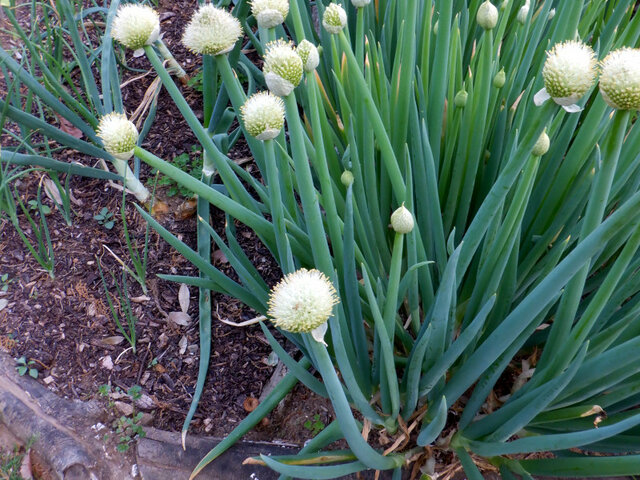 Welsh onion