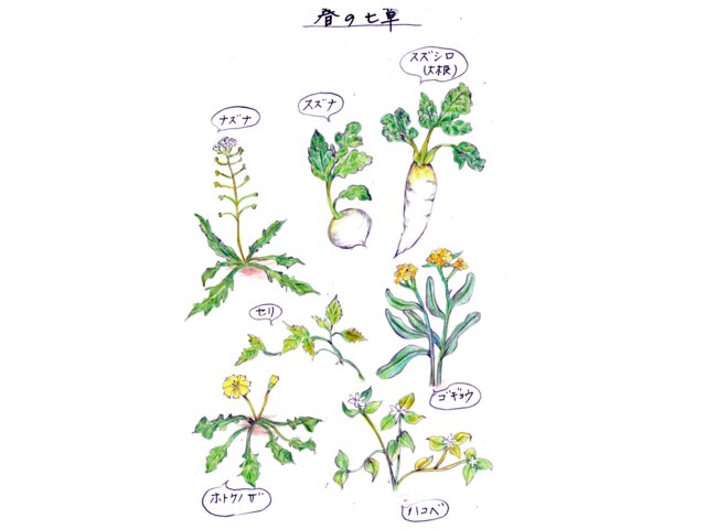 Spring seven herbs