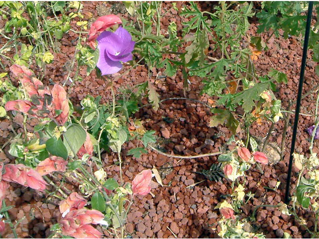 オーストラリアの花 かぎけん花図鑑