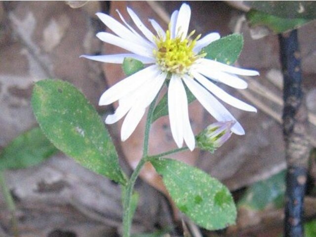 头发白三脉紫菀 Aster Ageratoides Var Intermedius 科技研花图画书