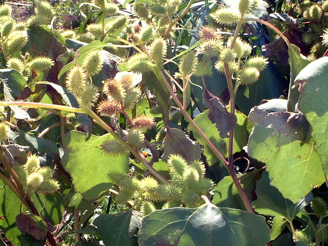 Xanthium italicum