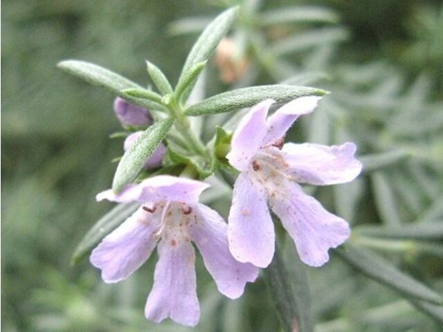 Rosemary - Rosmarinus officinalis - Calyx Flowers, Inc