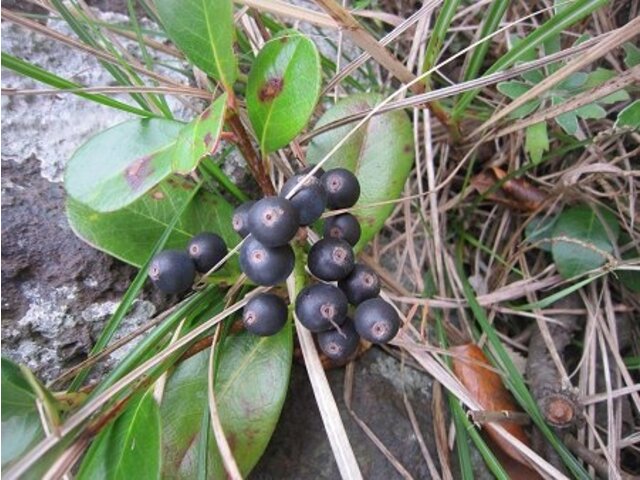  Rhaphiolepis umbellata