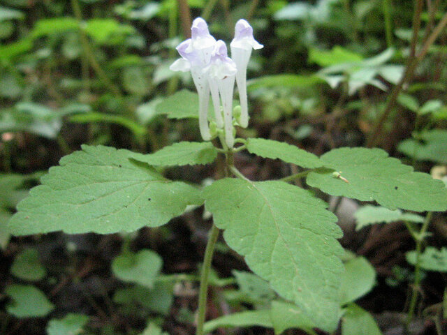 Scutellaria brachyspica