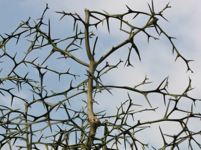 Trifoliate orange