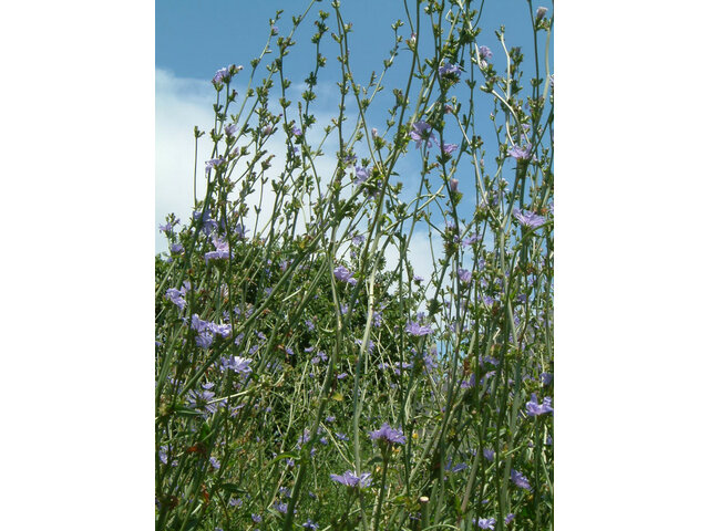 Cichorium intybus