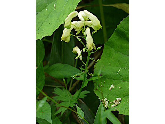 Aconitum iinumae