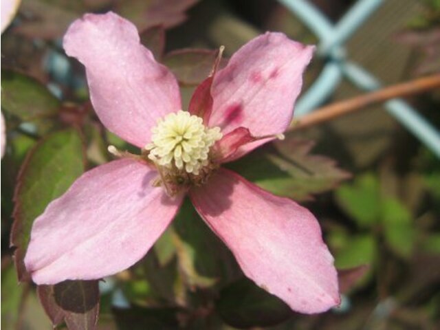 Clematis