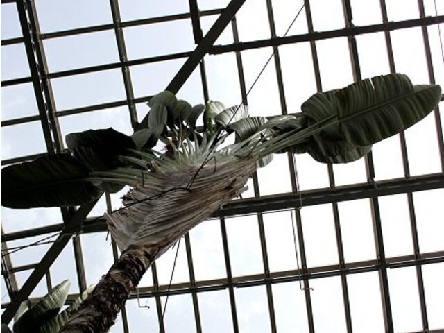 タビビトノキ Ravenala Madagascariensis かぎけん花図鑑